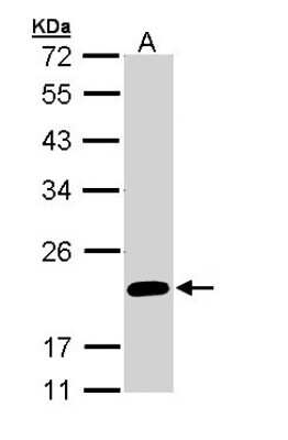 Western Blot: FAIM1 Antibody [NBP1-32987]