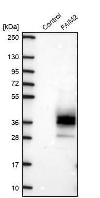 Western Blot: FAIM2 Antibody [NBP2-33537]