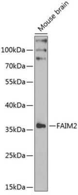 Western Blot: FAIM2 AntibodyBSA Free [NBP3-04403]