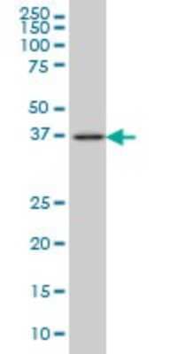 Western Blot: FAIM3 Antibody (1E4) [H00009214-M01]