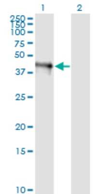 Western Blot: FAIM3 Antibody (1E4) [H00009214-M01]