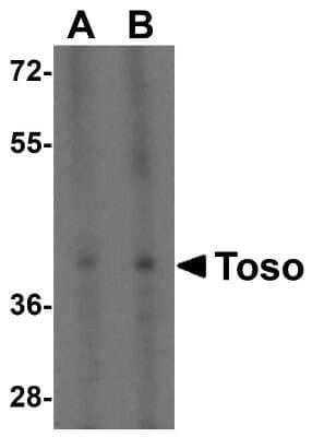 Western Blot: FAIM3 AntibodyBSA Free [NBP1-76458]