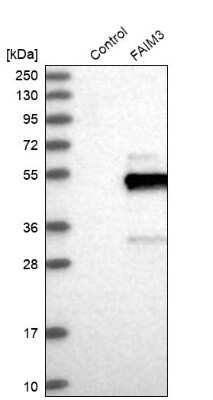 Western Blot: FAIM3 Antibody [NBP1-86924]