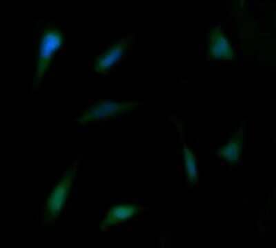 Flow Cytometry: FAK Antibody (OTI4D11) - Azide and BSA Free [NBP2-71268]