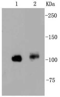 Western Blot: FAK Antibody (SR46-04) [NBP2-67327]