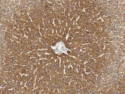 Immunohistochemistry-Paraffin: FALDH Antibody [NBP2-99236]