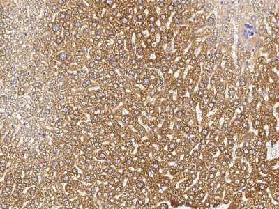 Immunohistochemistry-Paraffin: FALDH Antibody [NBP2-99237]