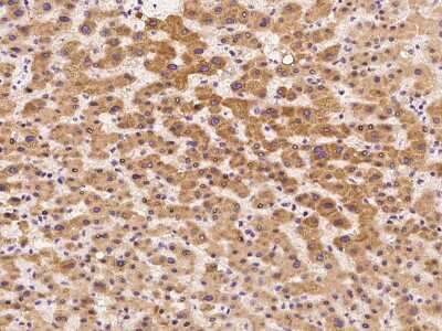 Immunohistochemistry-Paraffin: FALDH Antibody [NBP2-99391]