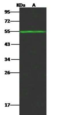 Western Blot: FALDH Antibody [NBP2-99236]