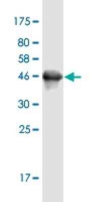 Western Blot: FAM100A Antibody (6D9) [H00124402-M05-100ug]