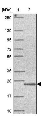 Western Blot: FAM100A Antibody [NBP2-38094]