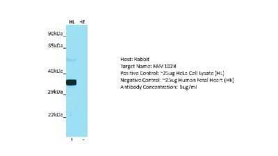 Western Blot: FAM102B Antibody [NBP2-83032]
