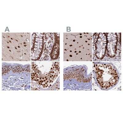 Immunohistochemistry-Paraffin: FAM103A1 Antibody [NBP1-88435]