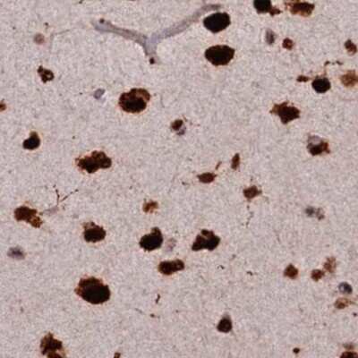Immunohistochemistry-Paraffin: FAM103A1 Antibody [NBP1-88436]