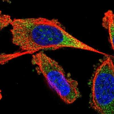 Immunocytochemistry/ Immunofluorescence: FAM105A Antibody [NBP2-13975]