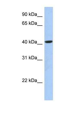 Western Blot: FAM105A Antibody [NBP1-59979]