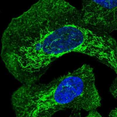 Immunocytochemistry/ Immunofluorescence: FAM105B/OTULIN Antibody [NBP2-14722]