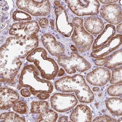 Immunohistochemistry-Paraffin: FAM105B/OTULIN Antibody [NBP2-14722]