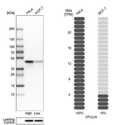 Western Blot: FAM105B/OTULIN Antibody [NBP2-14722]