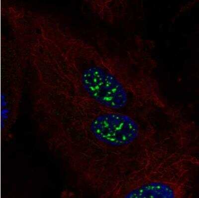 Immunocytochemistry/ Immunofluorescence: FAM107A Antibody [NBP2-30589]