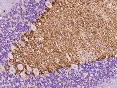 Immunohistochemistry-Paraffin: FAM107A Antibody [NBP2-97556]