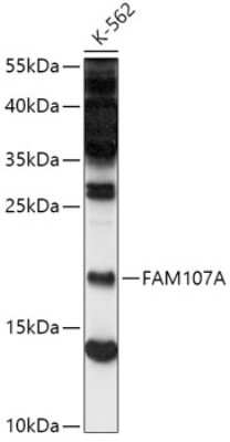 Western Blot: FAM107A AntibodyAzide and BSA Free [NBP3-04450]