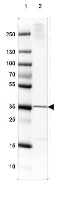 Western Blot: FAM107B Antibody [NBP1-88535]