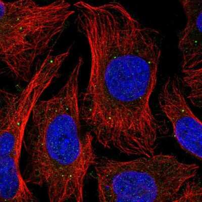 Immunocytochemistry/ Immunofluorescence: FAM108A1 Antibody [NBP2-31029]