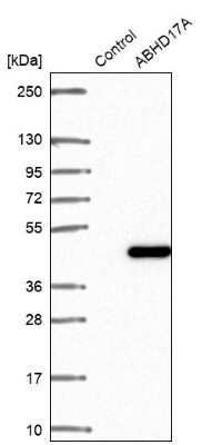 Western Blot: FAM108A1 Antibody [NBP2-30566]