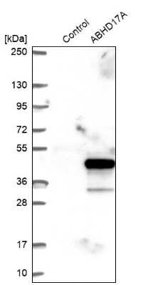 Western Blot: FAM108A1 Antibody [NBP2-31029]