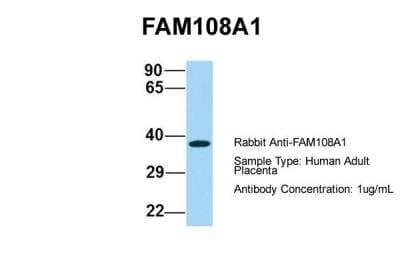 Western Blot: FAM108A1 Antibody [NBP2-84877]