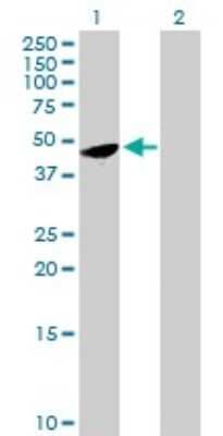 Western Blot: FAM110B Antibody [H00090362-B01P]