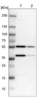 Western Blot: FAM110B Antibody [NBP1-86720]