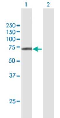 Western Blot: FAM111A Antibody [H00063901-B01P]