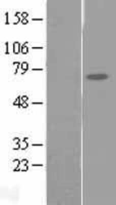 Western Blot: FAM111A Overexpression Lysate [NBL1-10446]