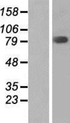 Western Blot: FAM111B Overexpression Lysate [NBP2-04631]