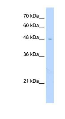 Western Blot: FAM113A Antibody [NBP1-55521]