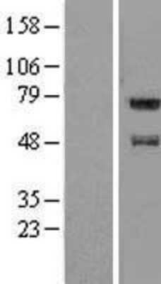 Western Blot: FAM114A1 Overexpression Lysate [NBL1-10449]