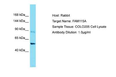 Western Blot: FAM115A Antibody [NBP2-84880]