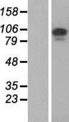 Western Blot: FAM115A Overexpression Lysate [NBP2-07289]