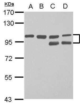 Western Blot: FAM115C Antibody [NBP2-16410]