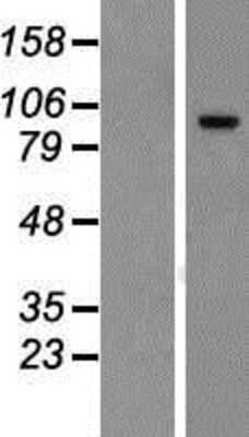 Western Blot: FAM115C Overexpression Lysate [NBP2-05132]