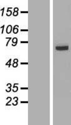 Western Blot: FAM116A Overexpression Lysate [NBL1-10451]