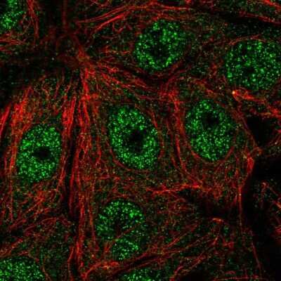 Immunocytochemistry/ Immunofluorescence: FAM117A Antibody [NBP1-86007]