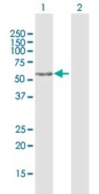 Western Blot: FAM117A Antibody [H00081558-D01P]