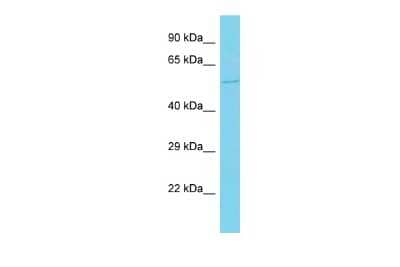 Western Blot: FAM117A Antibody [NBP2-84882]