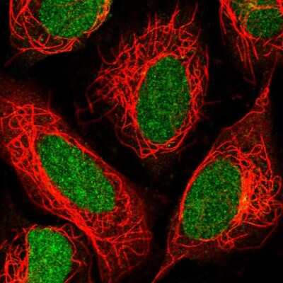 Immunocytochemistry/ Immunofluorescence: FAM117B Antibody [NBP2-38138]