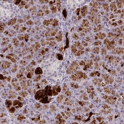 Immunohistochemistry: FAM117B Antibody [NBP2-38138]