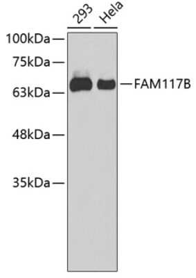 Western Blot: FAM117B AntibodyAzide and BSA Free [NBP3-04928]