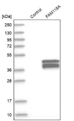 Western Blot: FAM118A Antibody [NBP1-88590]